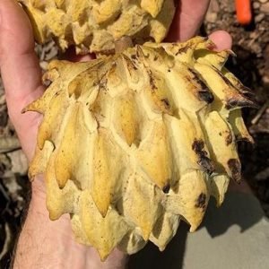 Biriba – Annona Mucosa