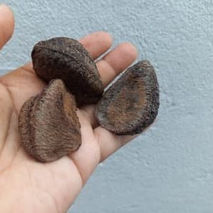 Castanha do Pará