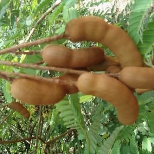 Tamarindo doce
