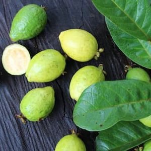 Araçá do morro – Psidium guineense