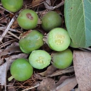 Araçá flor grande - Psidium grandiflorum