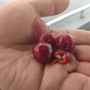 Pérola vermelha – Eugenia inundata